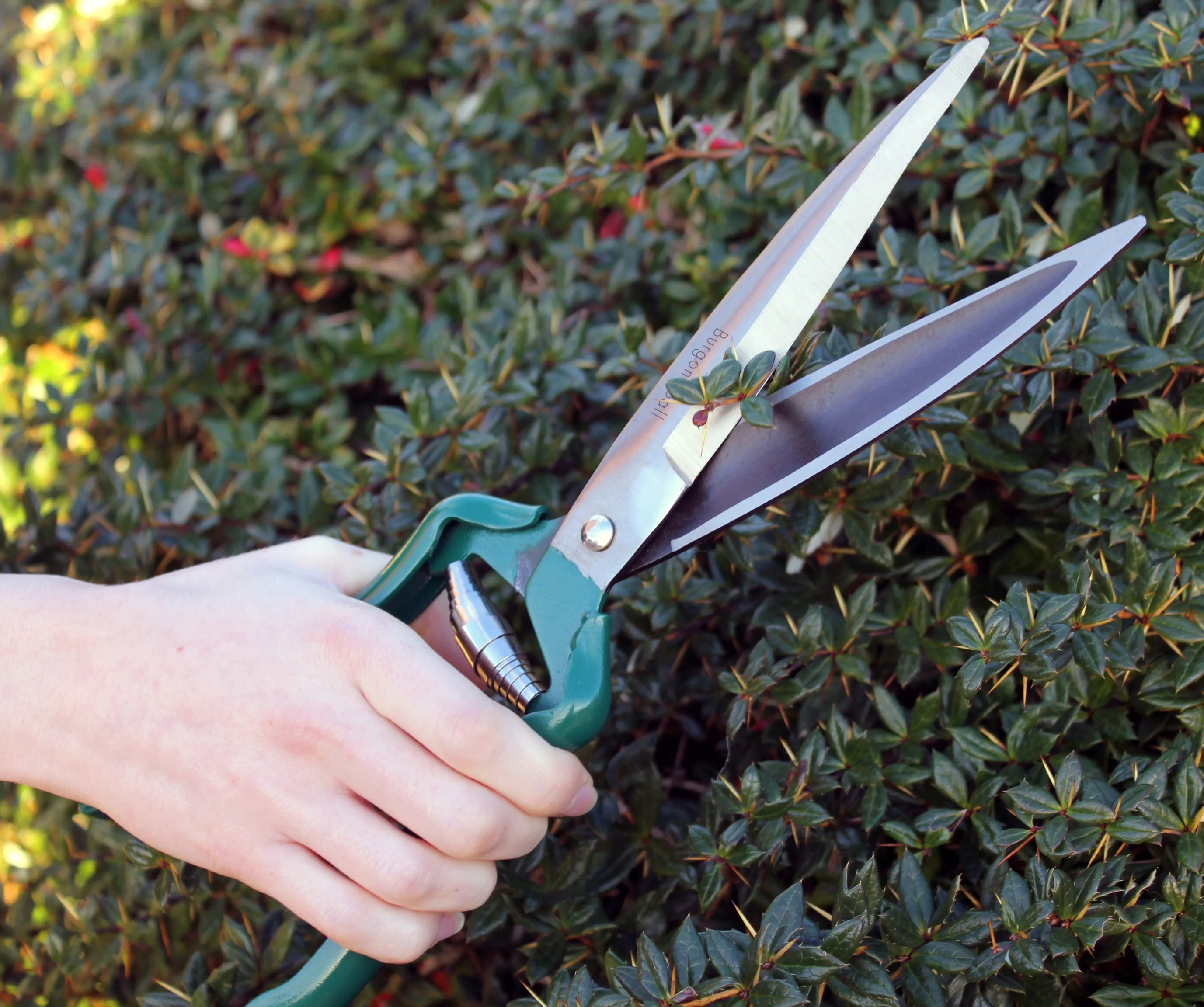 Burgon & Ball RHS Shrub Shear