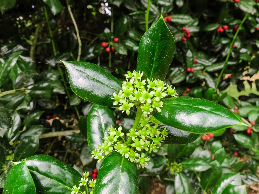 Dwarf Burford Holly