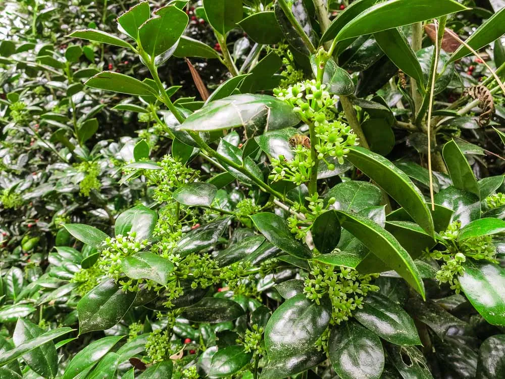 Dwarf Burford Holly