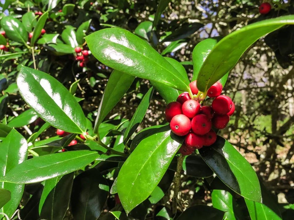 Dwarf Burford Holly