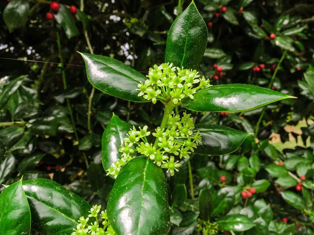 Dwarf Burford Holly