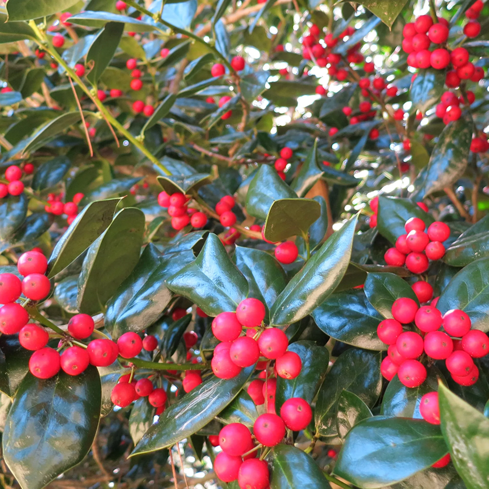 Dwarf Burford Holly