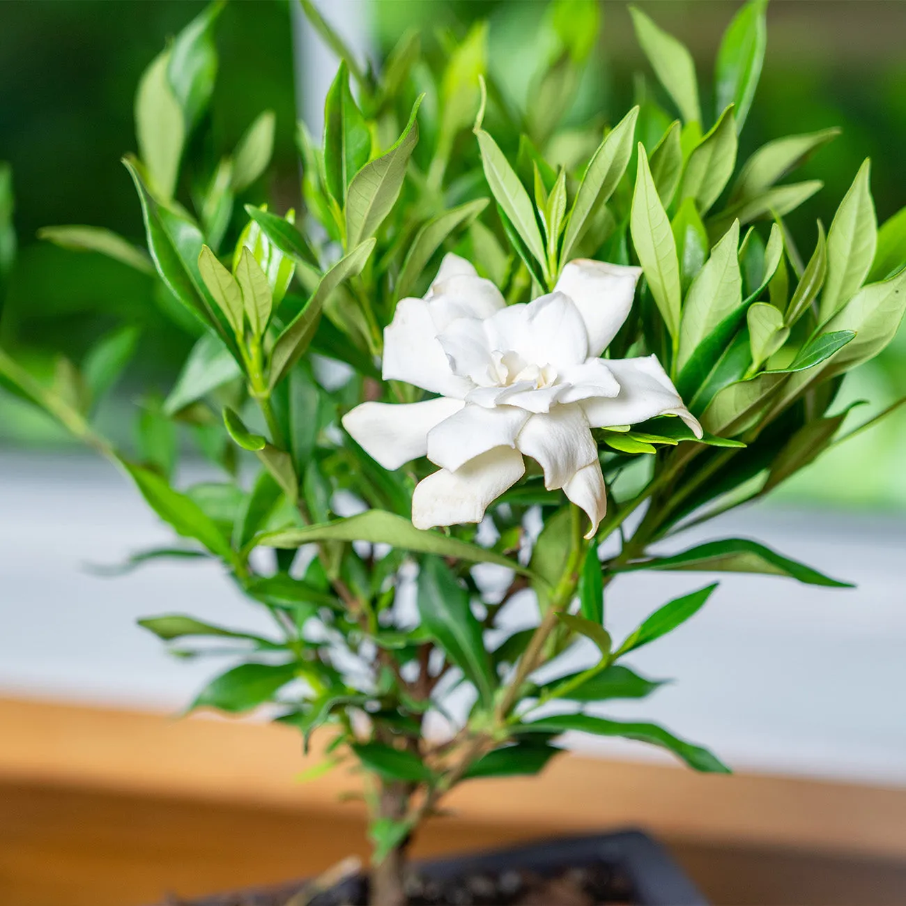 Frost Proof Gardenia Bonsai Tree