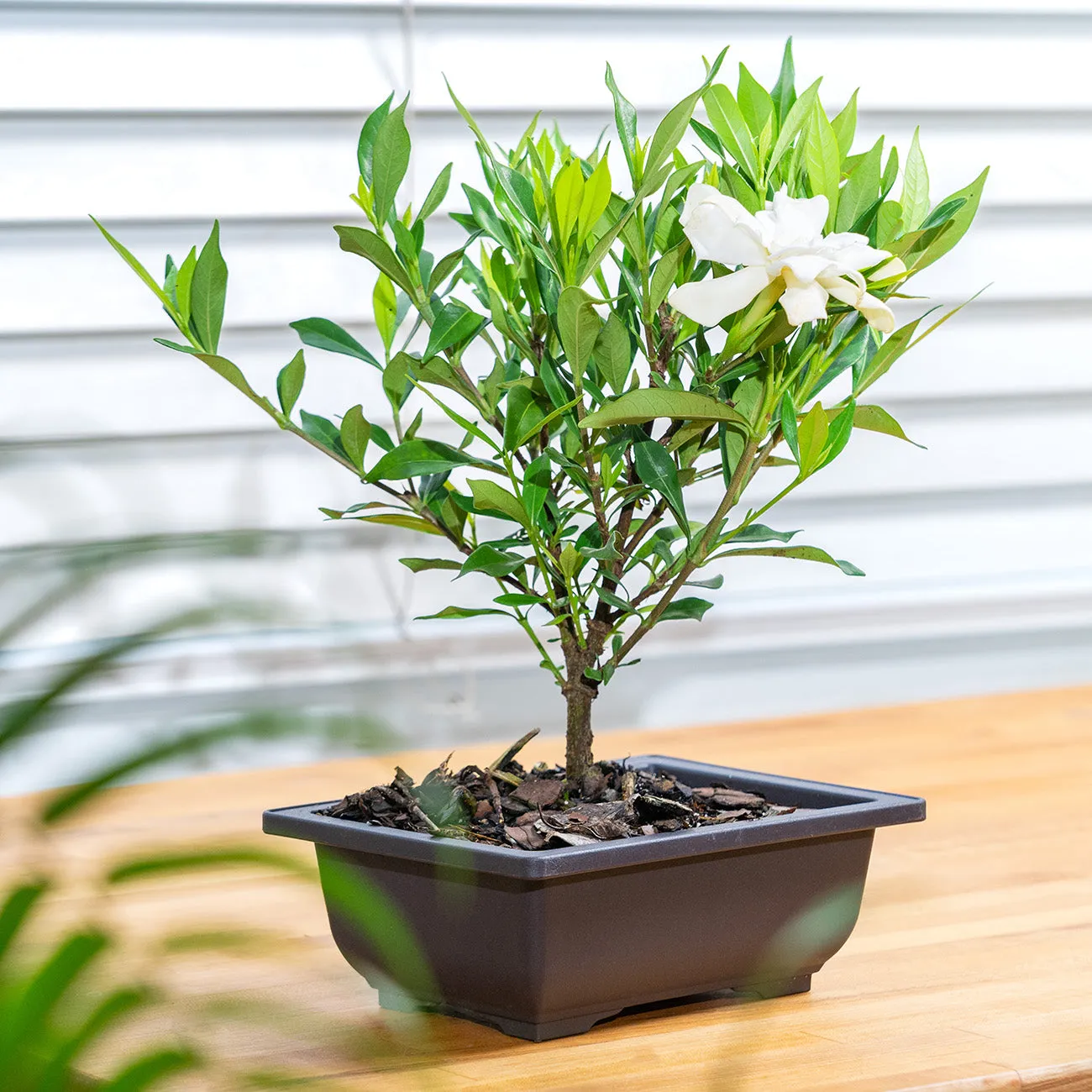 Frost Proof Gardenia Bonsai Tree