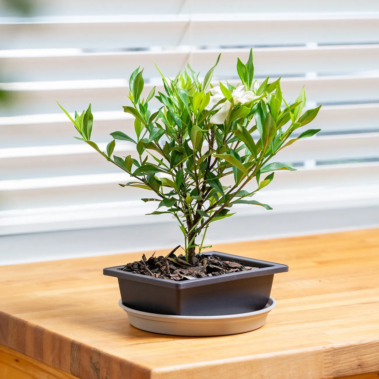 Frost Proof Gardenia Bonsai Tree