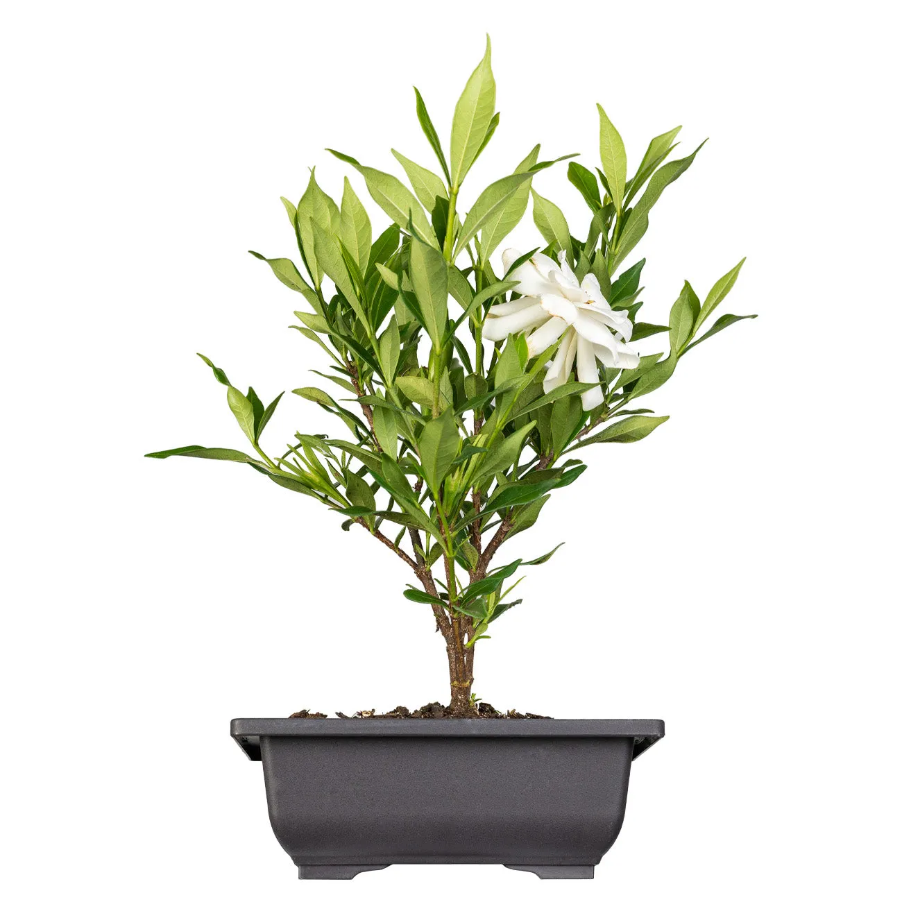 Frost Proof Gardenia Bonsai Tree