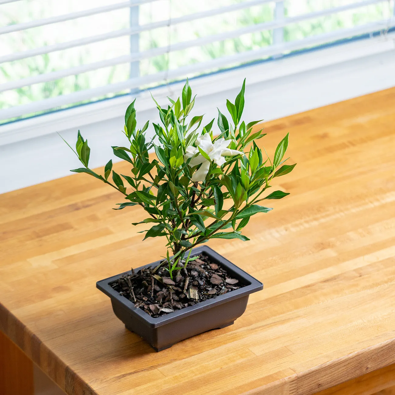 Frost Proof Gardenia Bonsai Tree