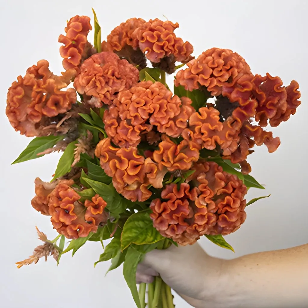 Orange Cockscomb Celosia Flowers