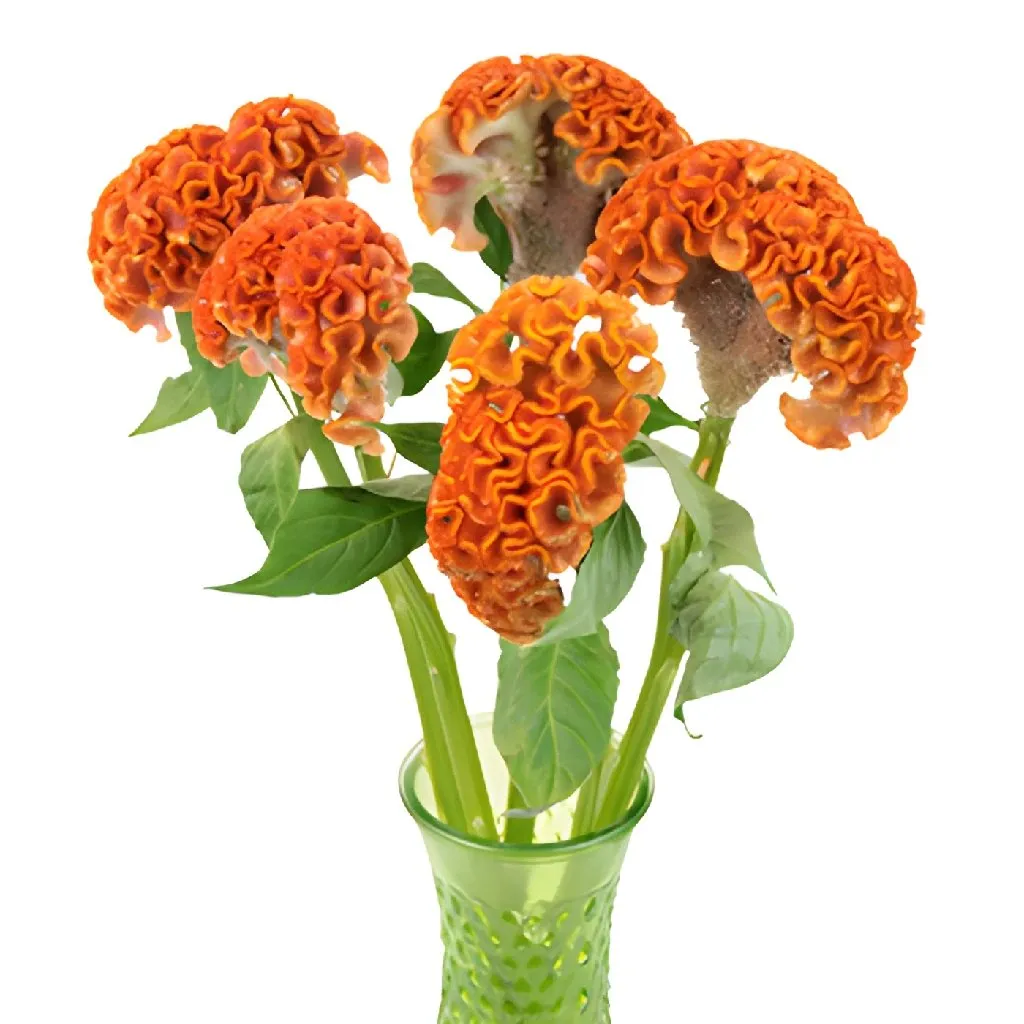 Orange Cockscomb Celosia Flowers