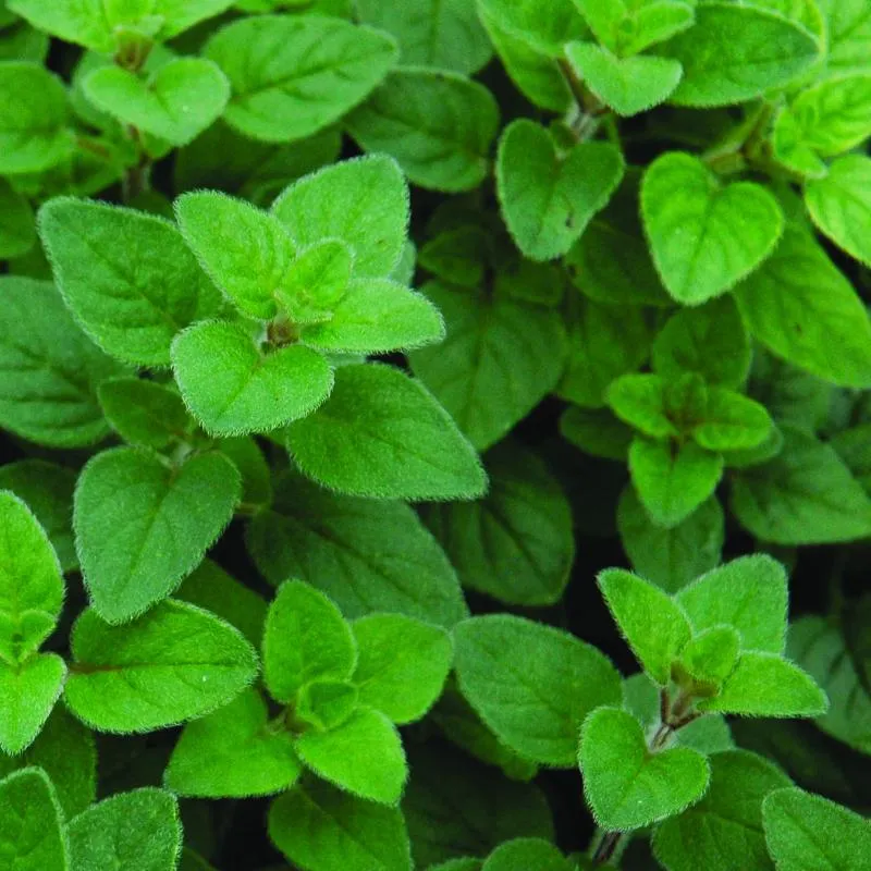 Oregano 'Italian'